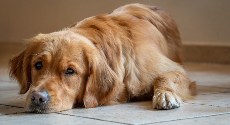 As illustrated by the parable of the dog on the nail, we tend to avoid change until we have to. Photo by guvo59.